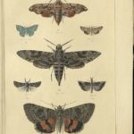 Kleiber Manuskript Bilder 02 - Insekten und Spinnen, item 6