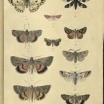 Kleiber Manuskript Bilder 02 - Insekten und Spinnen, item 9