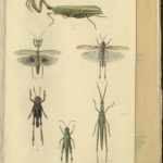 Kleiber Manuskript Bilder 02 - Insekten und Spinnen, item 36