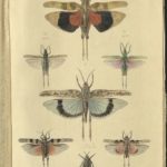 Kleiber Manuskript Bilder 02 - Insekten und Spinnen, item 39
