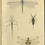 Kleiber Manuskript Bilder 02 - Insekten und Spinnen, item 48