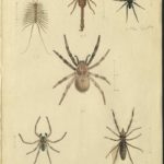 Kleiber Manuskript Bilder 02 - Insekten und Spinnen, item 57